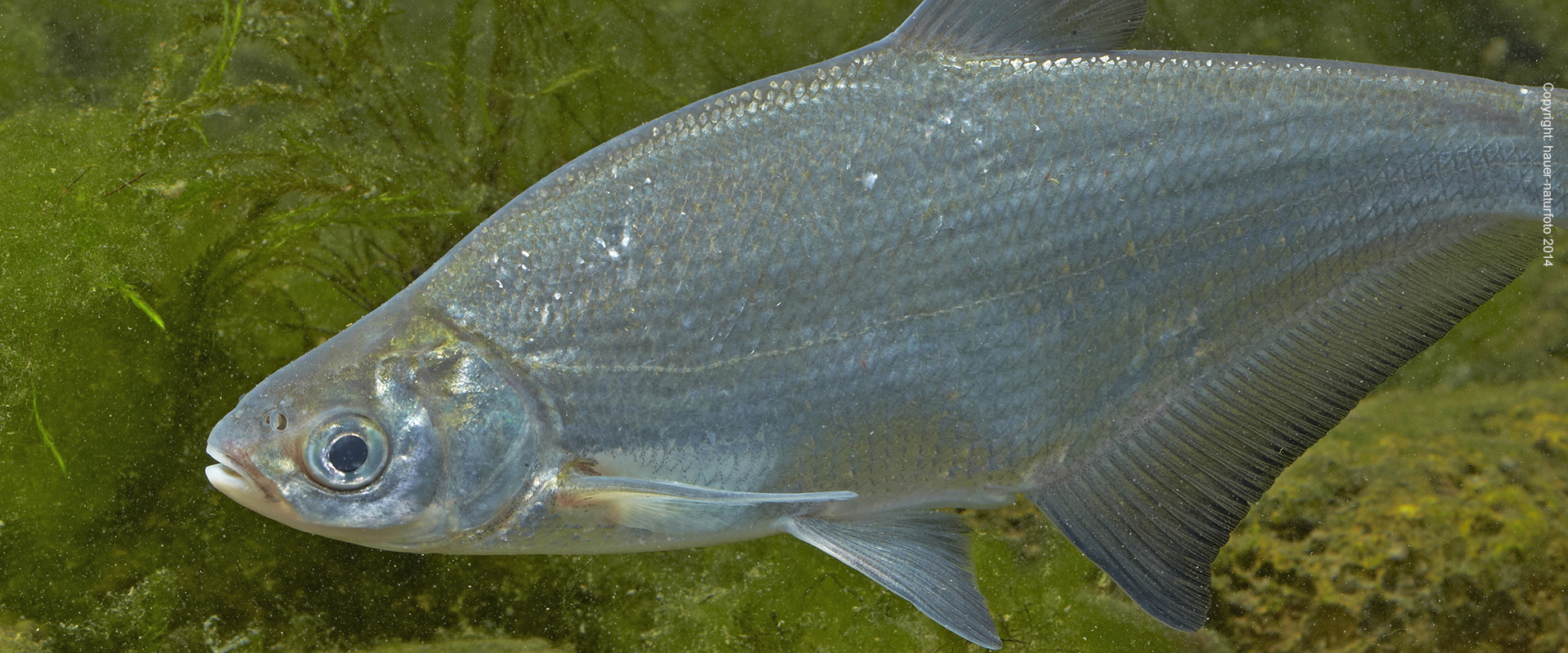 Zope - Hauer Naturfoto 2014