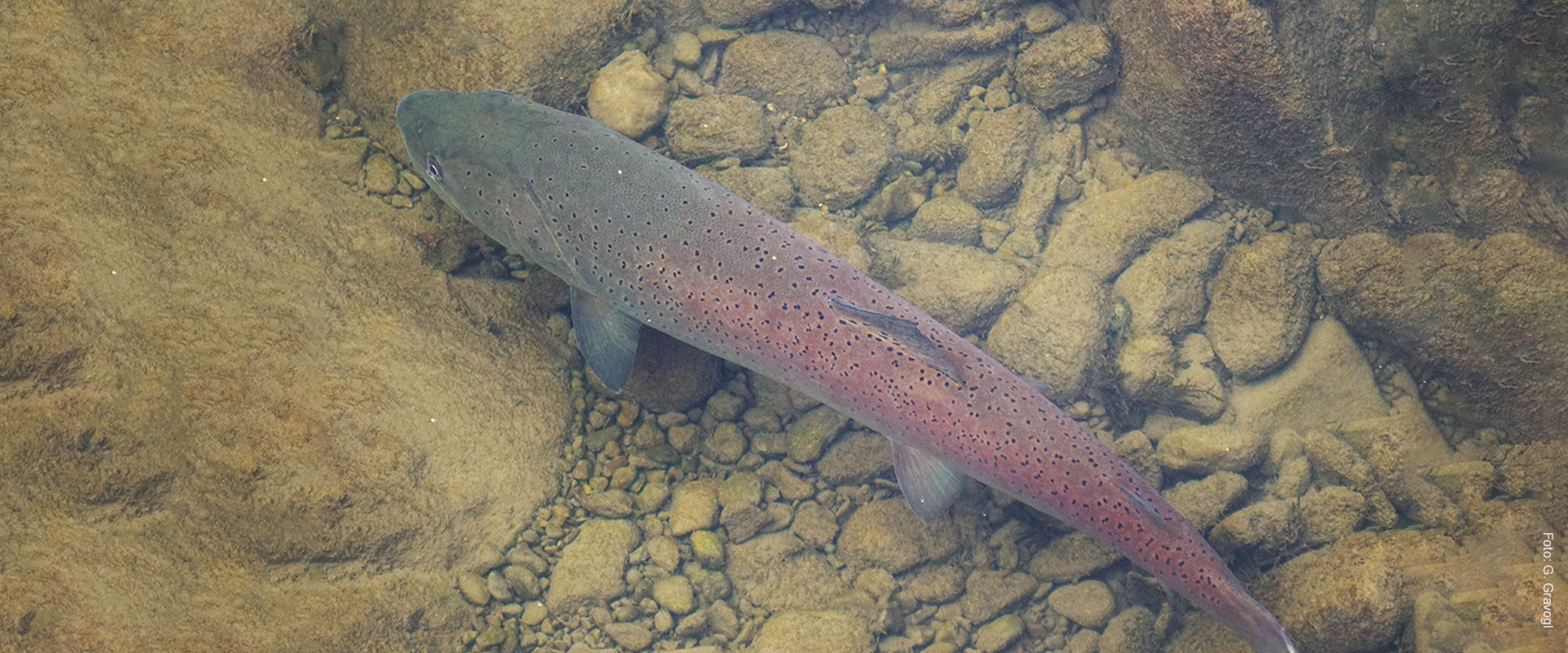 Fisch des Jahres 2023 - Huchen - Foto: G. Gravogl