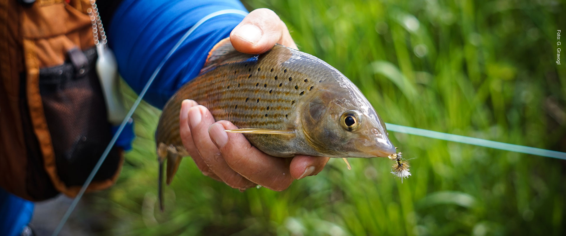 Fisch des Jahres 2021 - Die Äsche