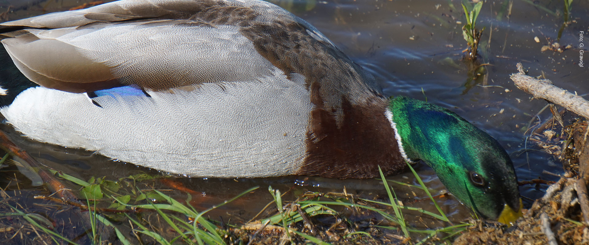 Abschluss LIFE+ Altenwörth Abschluss LIFE+ Altenwörth