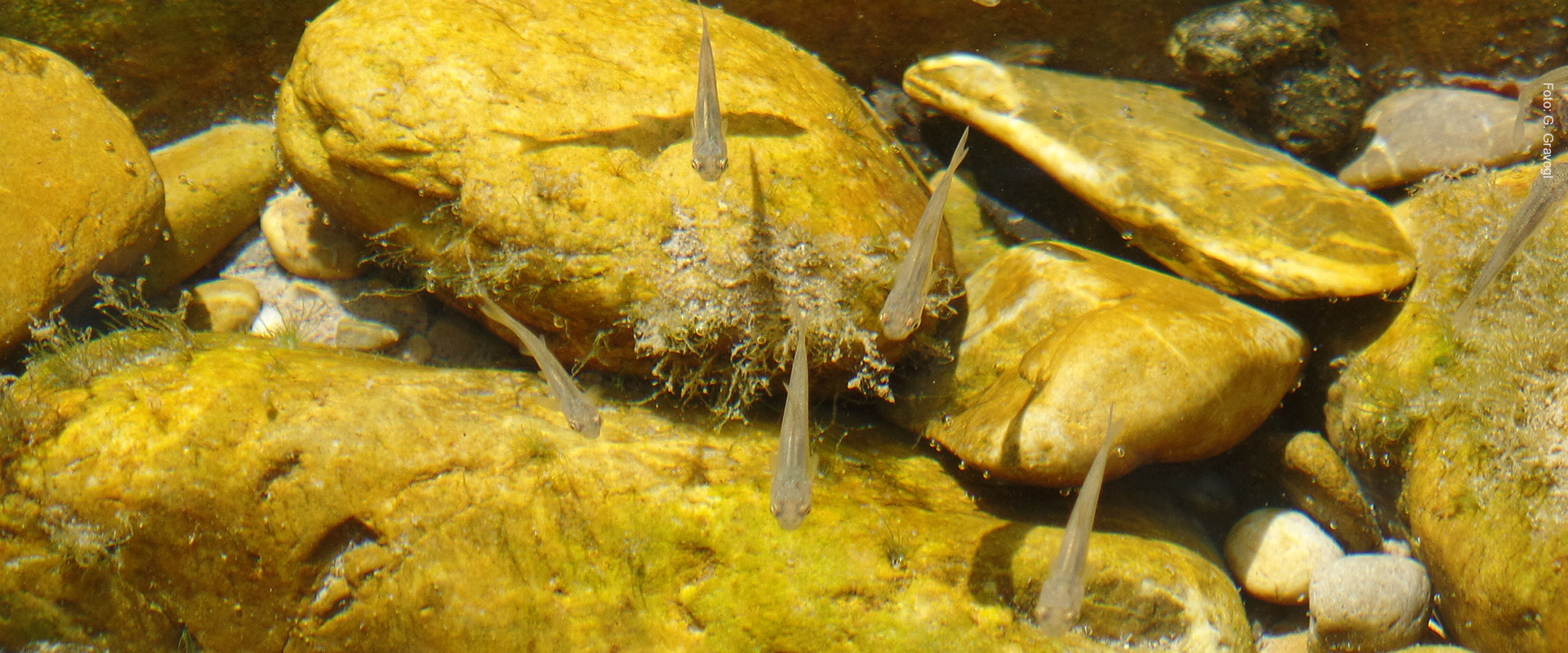 Jungfische in einem ruhig durchflossenen Bereich (Pielach)